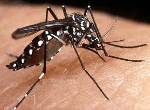 Itabuna é a cidade com maior risco de surto de dengue no Brasil