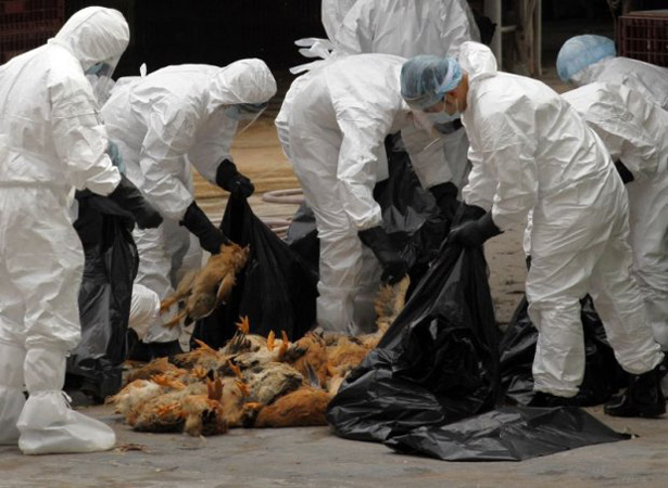 Vírus na nova gripe aviária é dos mais letais vistos nos últimos anos