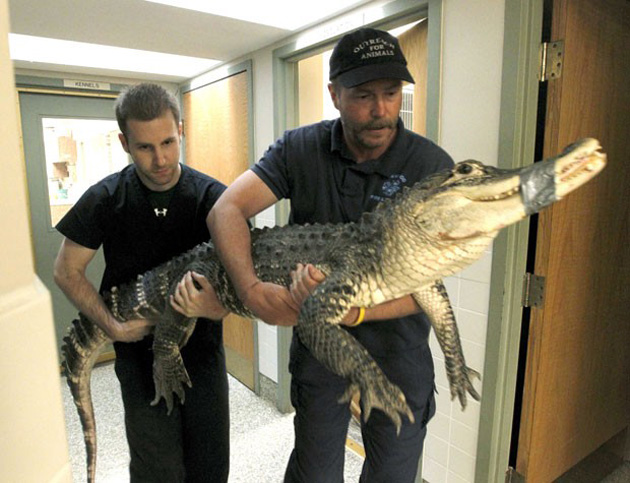 Homem mantinha aligátor de mais de 2 metros em porão nos EUA