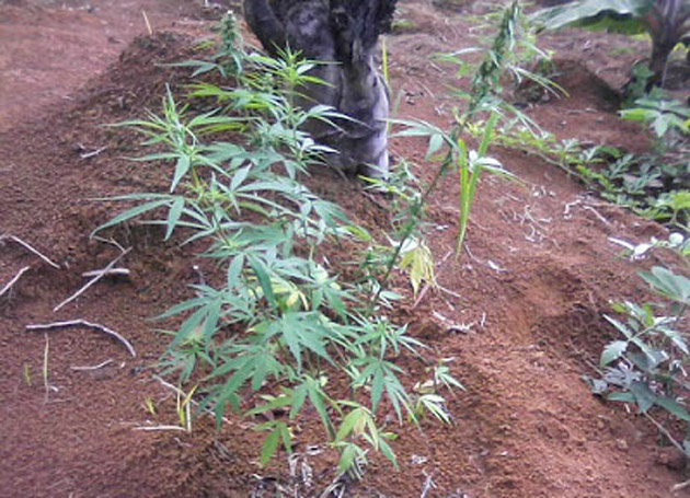 Sento Sé: PM erradica 46 mil pés de maconha