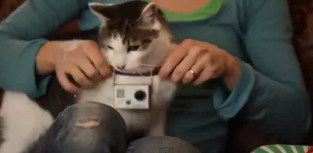 Mulher coloca câmera em gato e tem resultado inesperado
