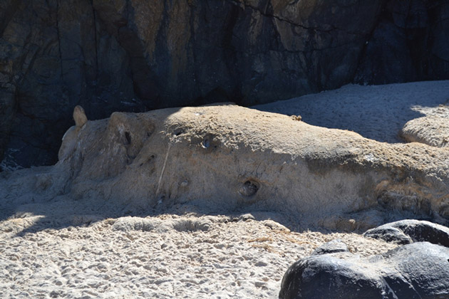 Itacaré: Filhote de baleia é encontrado morto na Praia da Tiririca
