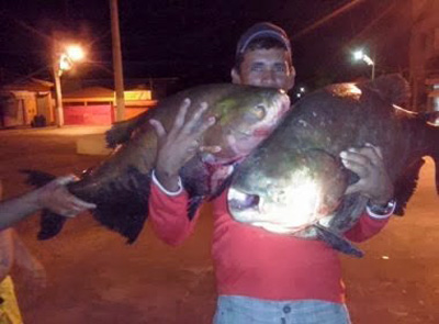 Pescadores fisgam peixes de 30 kg no Rio das Contas