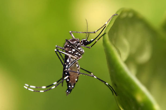 Prefeitura esconde, mas Itabuna vive outra epidemia de dengue
