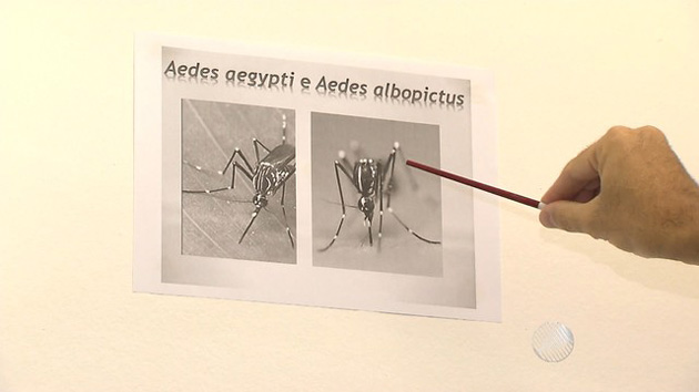 Novo mosquito pode transmitir a dengue