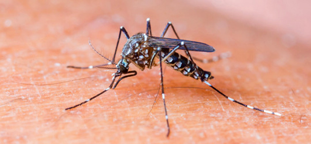 Itabuna registra mais de 23 mil vítimas do Aedes