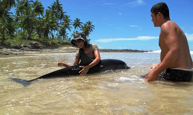 Itacaré: Golfinho é resgatado após 2 encalhes