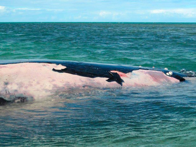 Baleia jubarte encalhada morre em recife no sul da Bahia