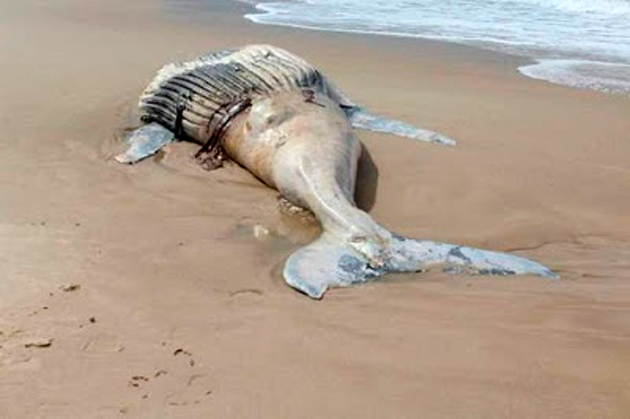 Surfistas encontram baleia jubarte morta em Ilhéus