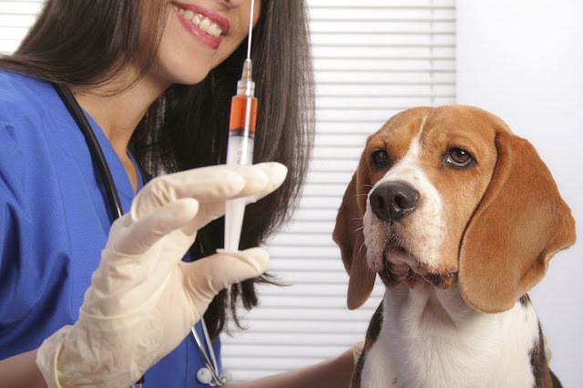A partir de segunda-feira Ubaitaba vacina cães e gatos contra a raiva
