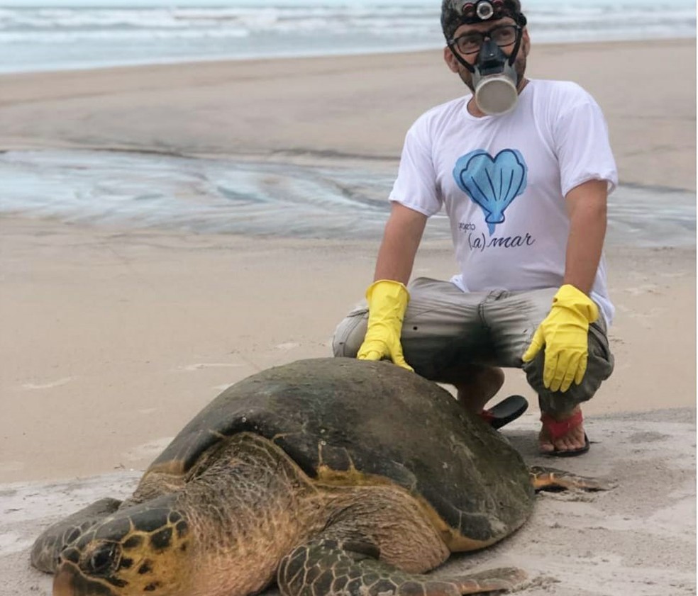 Tartaruga marinha com 1,3 metro e mais de 80 kg é resgatada após encalhar em praia do sul da Bahia