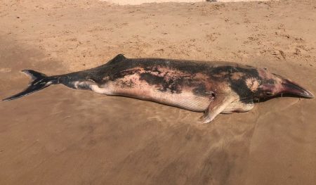 Filhote de baleia-de-Bryde é encontrado morto em praia de Maraú