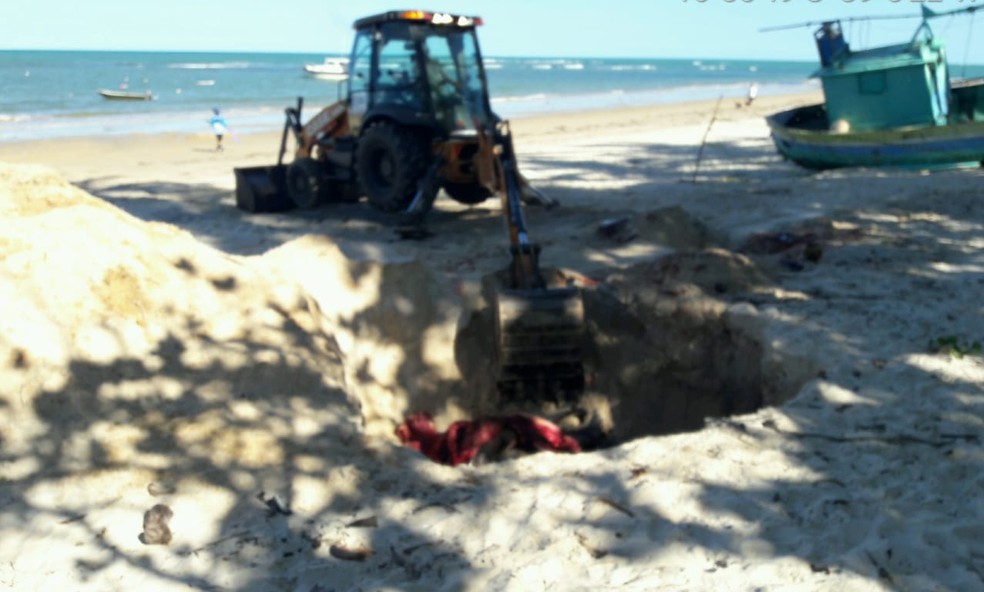 Filhote de baleia jubarte é encontrado morto no litoral de Porto Seguro