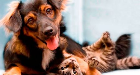 Senado aprova aumento de pena para agressores de cães e gatos