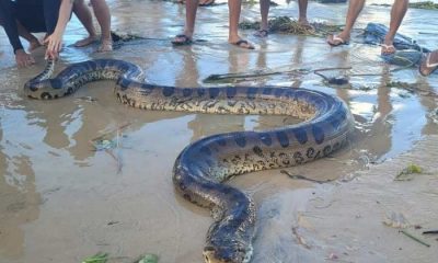 Itacaré Cobra de quase cinco metros é encontrada na praia da Tiririca