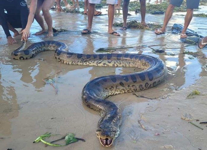 Itacaré Cobra de quase cinco metros é encontrada na praia da Tiririca