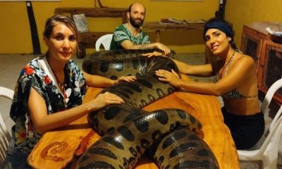 Sucuri de sete metros foi encontrada Praia da Ribeira em Itacaré; Essa é a segunda cobra encontrada em menos de 24h