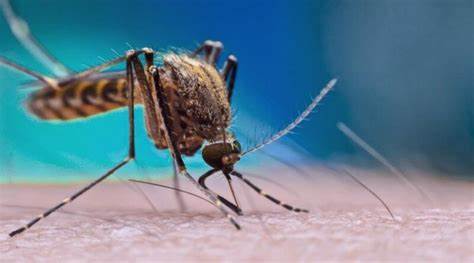 Sobe para 17 número de mortes por dengue na Bahia; mais de 270 cidades estão em epidemia