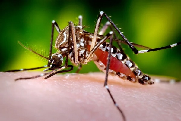 Bahia chega a 30 mortes por dengue este ano
