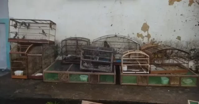 Cerca de 700 aves silvestres são resgatados pela PM de cativeiro ilegal no Sul baiano