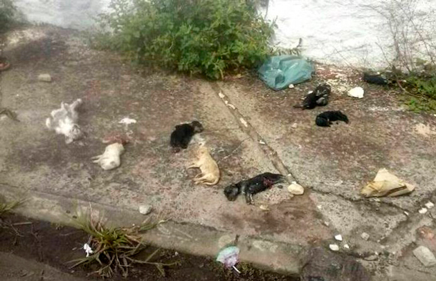 Filhotes de cães e gatos mortos jogados no aeroporto de Ilhéus