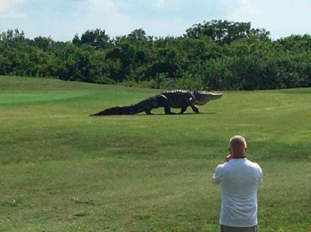 Golfistas que se divertiam em um campo de golfe em Palmetto, na Flórida (Estados Unidos), ficaram surpresos ao receberem uma visita "assustadora": a de um enorme jacaré.