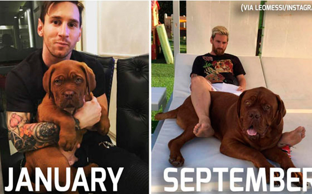 Cachorro 'gigante' de Messi chama atenção na web e vira meme