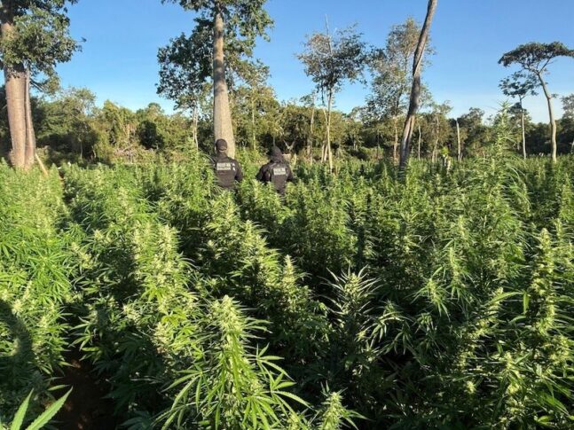 Operação policial localiza plantação de 50 mil pés de maconha no Oeste da Bahia
